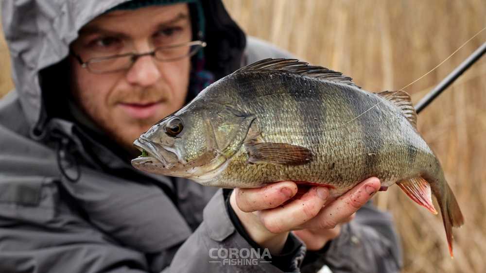 Jak prowadzić przynęty na okonia